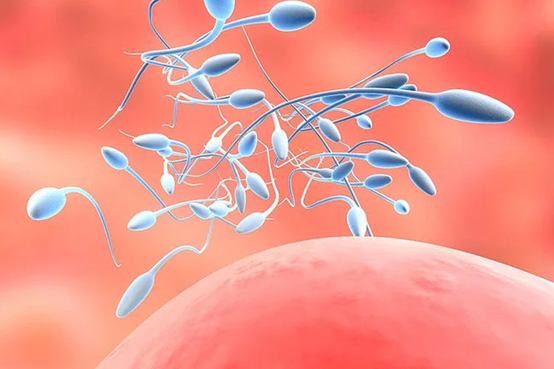 【正规供卵试管代孕】掌握代怀受孕最佳时间，迎接健康代生宝宝的到来